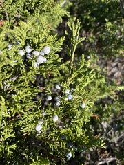 Juniperus sabina