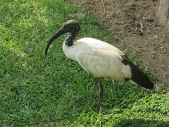 Threskiornis aethiopicus