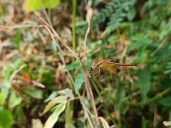 Neurothemis intermedia
