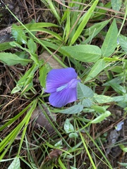 Centrosema virginianum