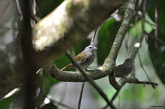 Arremonops chloronotus