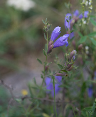 Dracocephalum peregrinum