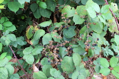 Rubus armeniacus
