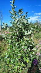 Salix caprea