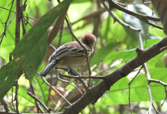 Thamnophilus punctatus