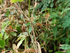 Neurothemis intermedia