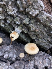 Lentinus arcularius
