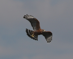 Buteo lineatus elegans
