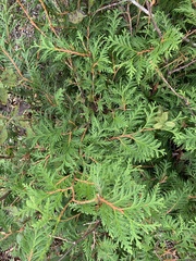 Thuja occidentalis