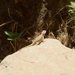 Sceloporus tristichus