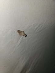 Digrammia ocellinata