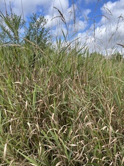 Phalaris arundinacea