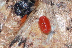 Erythraeidae