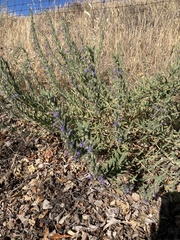 Trichostema lanceolatum