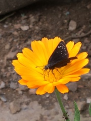 Pholisora