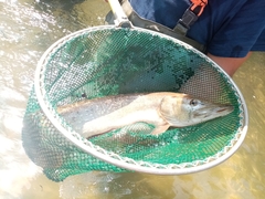 Esox lucius