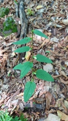 Campanula trachelium