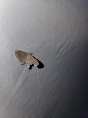 Digrammia ocellinata