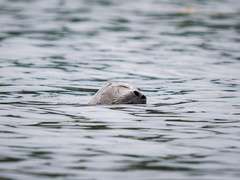 Phoca vitulina richardii