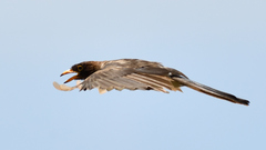 Psilorhinus morio