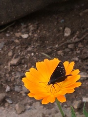 Pholisora