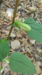 Campanula trachelium