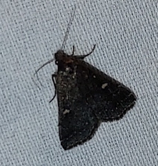 Tetanolita mynesalis