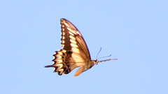 Papilio ornythion ornythion
