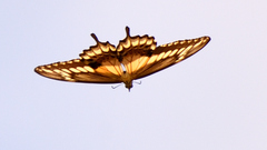 Papilio ornythion ornythion