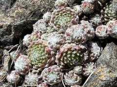 Sempervivum arachnoideum