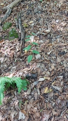 Campanula trachelium