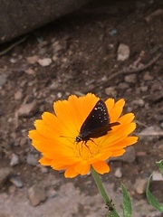 Pholisora