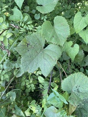 Vitis