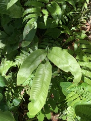 Diplazium donianum