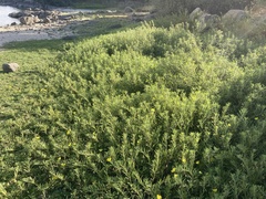 Ludwigia grandiflora