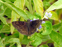 Erynnis horatius