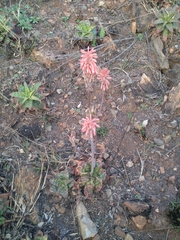Aloe greatheadii