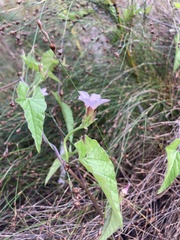 Convolvulus farinosus