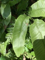 Diplazium donianum