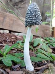 Coprinopsis picacea