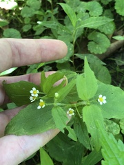 Galinsoga quadriradiata