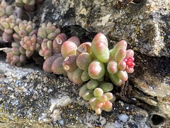 Sedum album