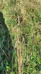 Cynosurus cristatus