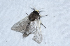 Megalopyginae