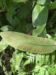 Diplazium donianum