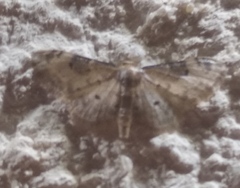 Idaea filicata