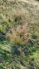 Deschampsia cespitosa