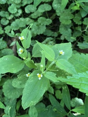 Galinsoga quadriradiata