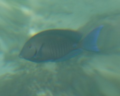 Acanthurus chirurgus