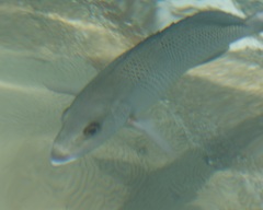 Lutjanus griseus